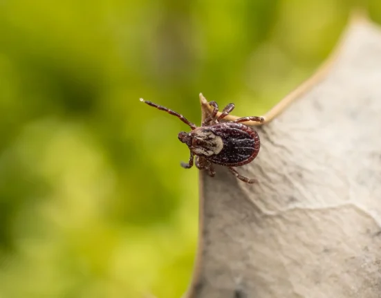 Une étude en Caroline du Nord révèle la présence de la bactérie de Lyme dans près de 40 % des tiques adultes de cerf.
