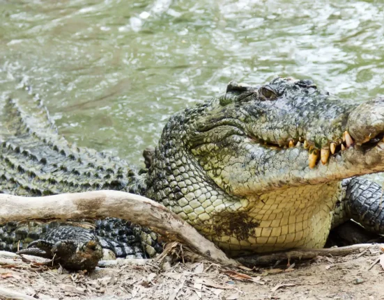 Une étude fossilifiée révèle que les crocodiles anciens sont devenus à sang froid après une extinction massive.