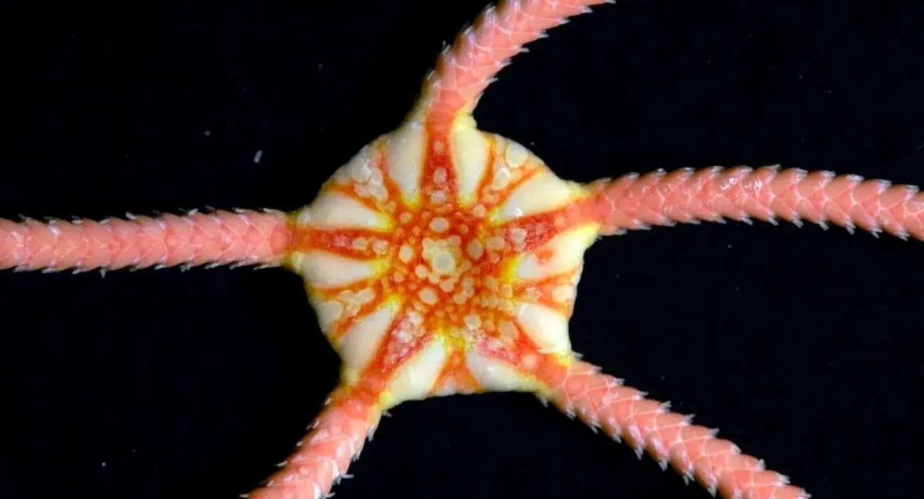 149 nouvelles espèces découvertes sur des monts sous-marins anciens de l'océan Indien près de l'Australie
