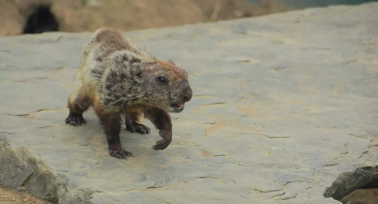 Attaque d'un raton laveur par un pugnace marmotte du New Jersey, confirmée positive à la rage.