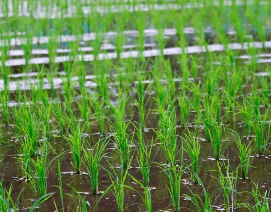 Corée du Sud : Une initiative mondiale pour sauvegarder les semences face aux défis climatiques et aux nuisibles.