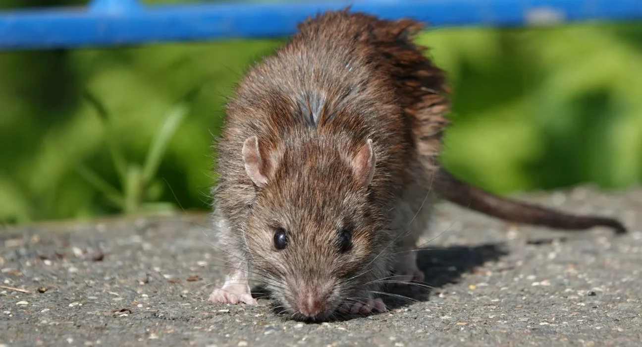 Découverte de la peste : Un rat sauvage du Nouveau-Mexique testé positif après que quatre chiens aient été diagnostiqués cette année.