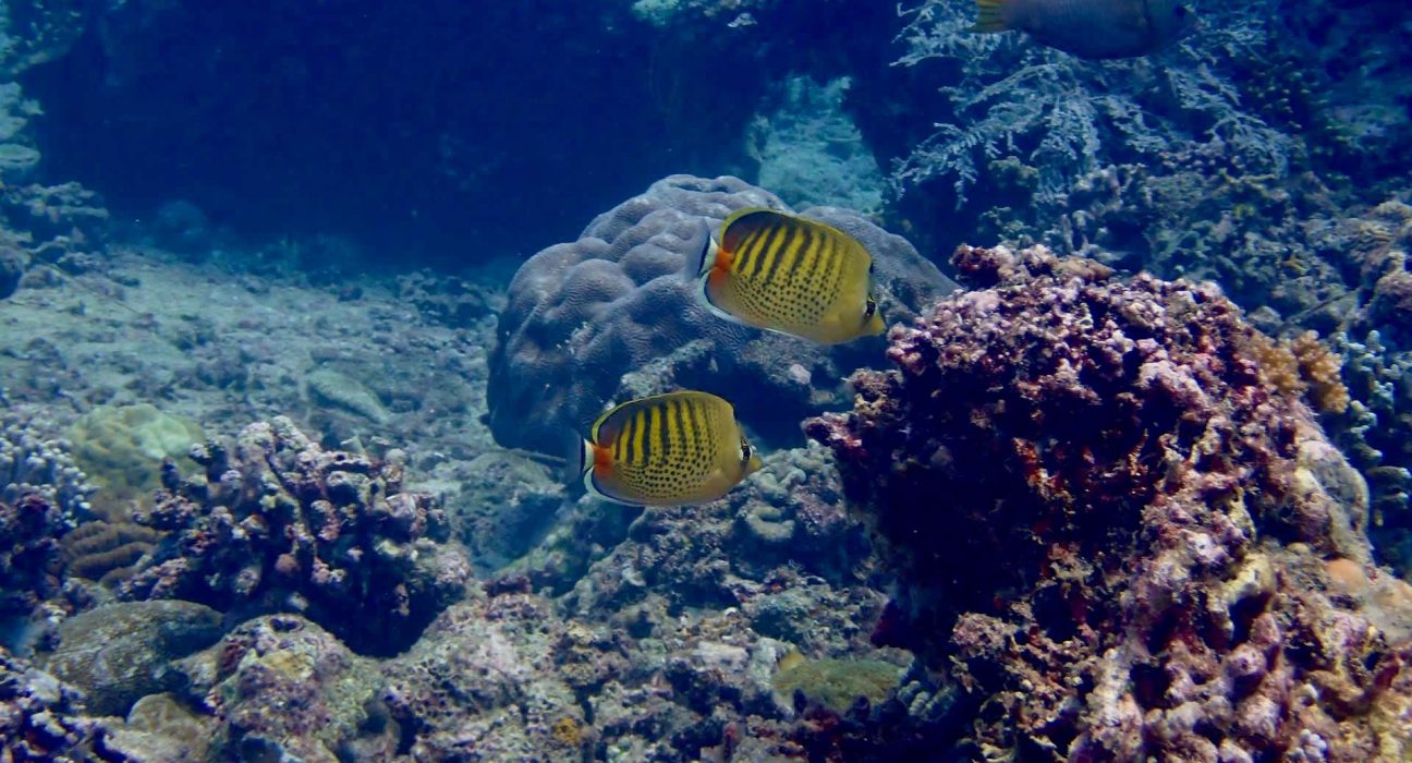 Des chercheurs avertissent : 76 % des récifs indo-pacifiques menacés de submersion face à une élévation rapide du niveau de la mer.