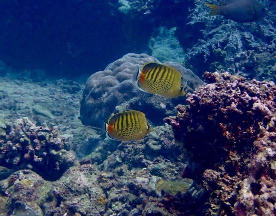 Des chercheurs avertissent : 76 % des récifs indo-pacifiques menacés de submersion face à une élévation rapide du niveau de la mer.
