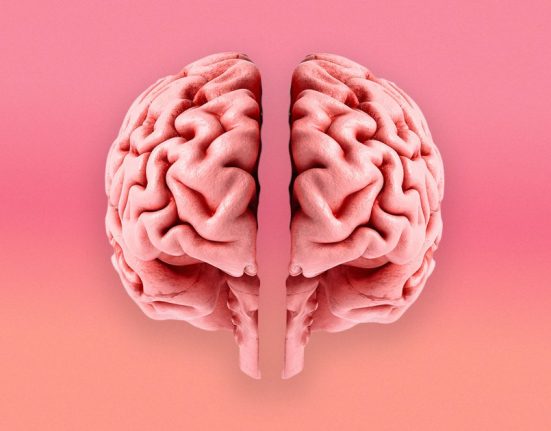 Des chercheurs de Stanford révèlent que le cerveau humain se compose en réalité de deux organes distincts
