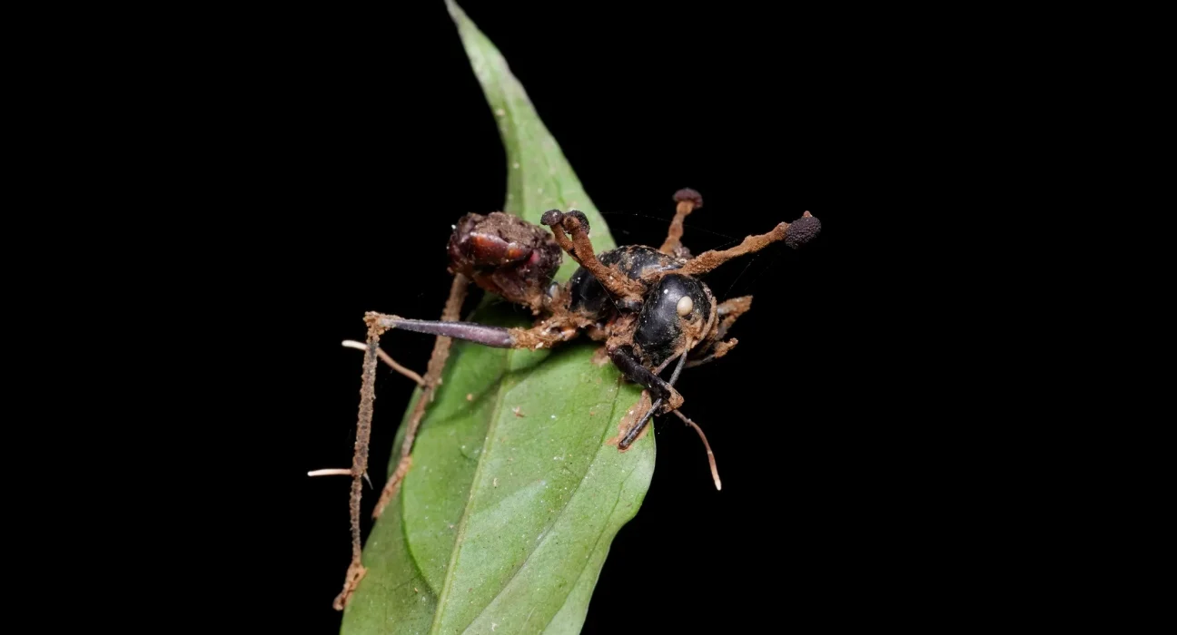 Des chercheurs découvrent un champignon 'zombie' d'antarctique caché dans la mousse, loin des sépultures d'ants.