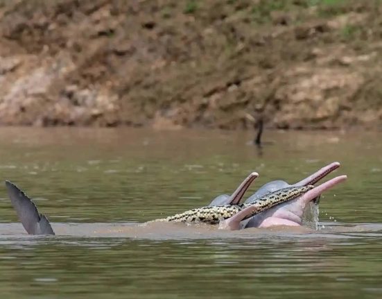 Des chercheurs en Bolivie capturent des images de dauphins de rivière portant un anaconda dans leur bec.