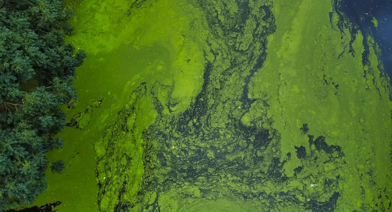 Des chimistes du Michigan transforment la pollution tenace par les nitrates en ammoniaque grâce à un catalyseur inspiré des plantes.