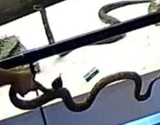 Des enfants filment un serpent vipère rare en Chine, récoltant des millions de vues