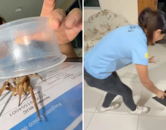 Des influenceurs en danger : une araignée vagabonde du Brésil manipulée comme une tarentule dans une vidéo virale