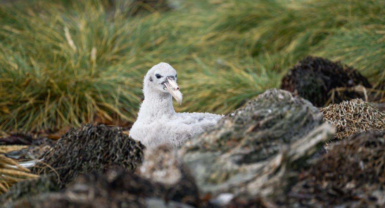 Des micros morceaux de plastique marin perturbent la croissance des jeunes oiseaux marins, selon une étude