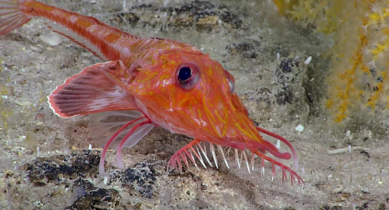 Des scientifiques capturent pour la première fois des poissons abyssaux 'marchant' à reculons.