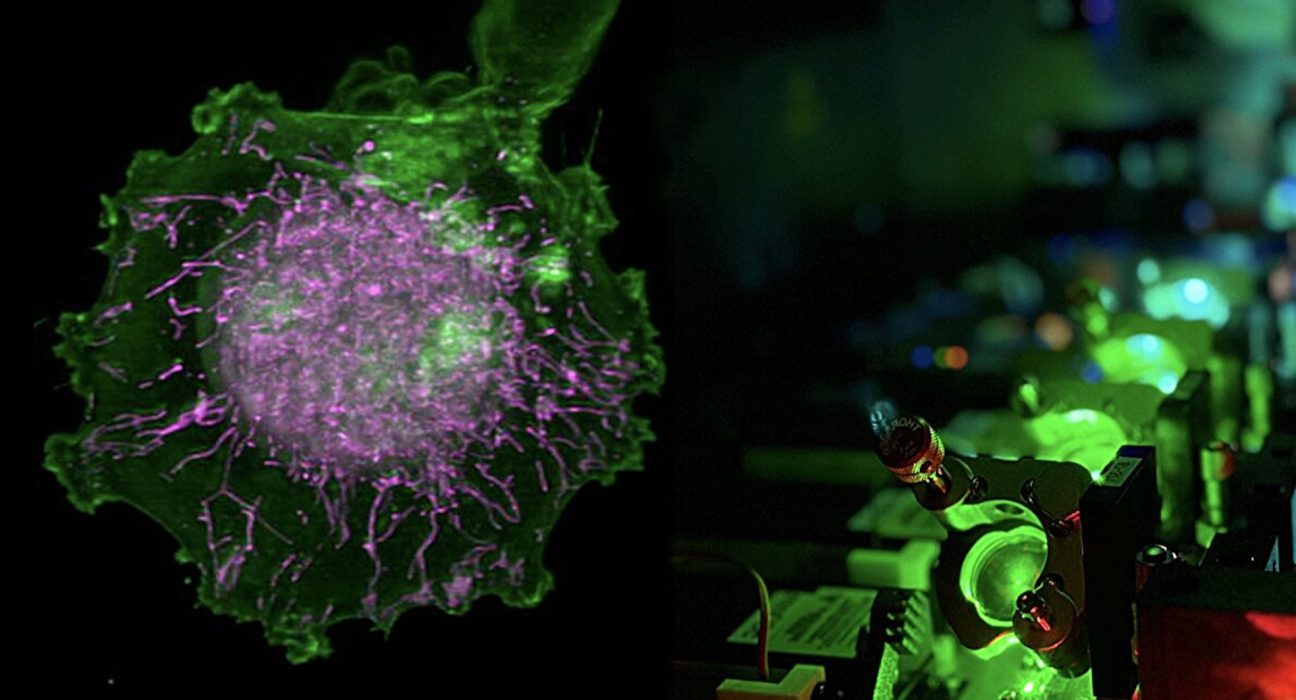 Des scientifiques exploitent l'IA, 40 000 films cellulaires et des jumeaux numériques pour évaluer l'impact des médicaments sur la fonction cellulaire.
