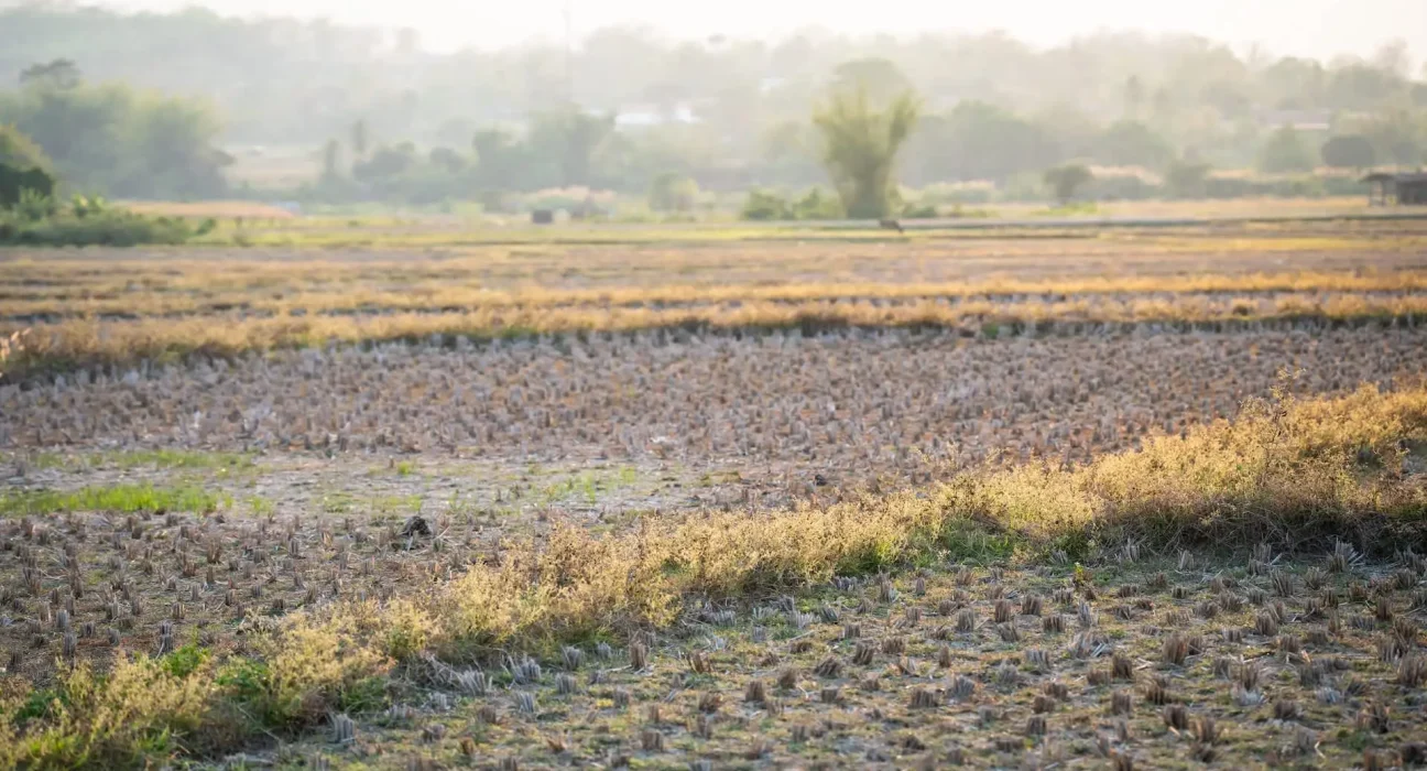 El Niño record : un risque de sécheresse en Asie et un danger pour la sécurité alimentaire mondiale