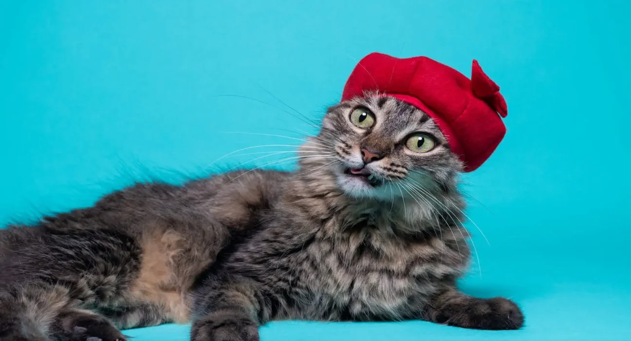 En France, ChatGPT évoque "chat, j'ai pété", et c'est le buzz sur Internet.