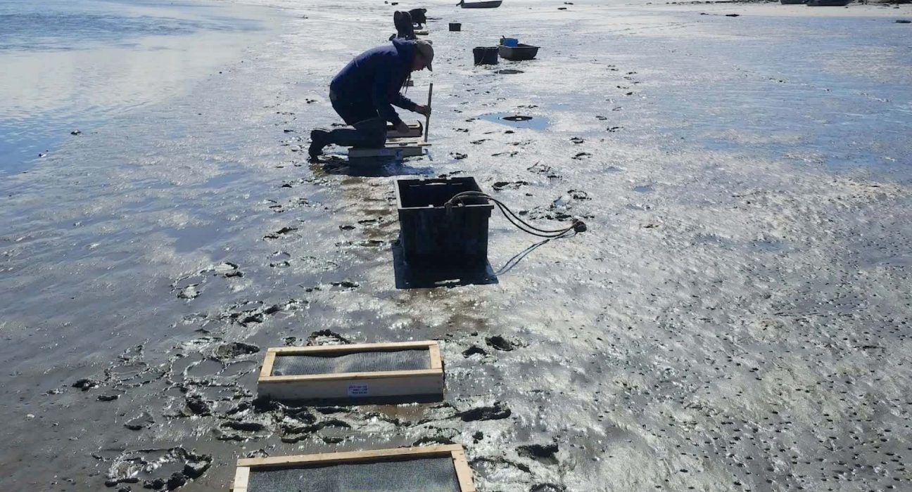 Exploration des Causes de l'Éffondrement des Coquilles Souples sur la Côte Nord : Intervention des Ramasseurs de Coquillages et des Scientifiques du Massachusetts