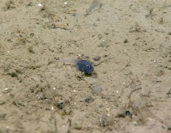 Exploration des profondeurs marines au large de la Nouvelle-Angleterre : Découverte d'un étrange poisson minuscule.