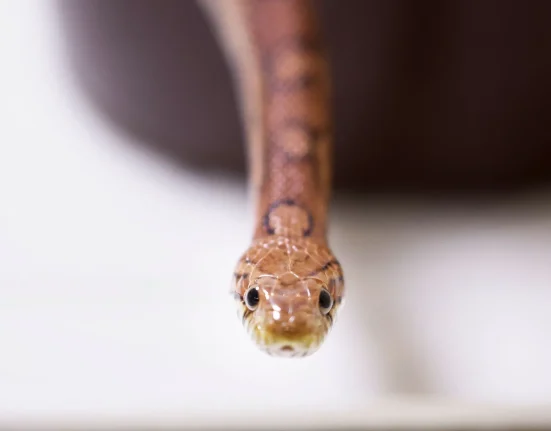 Femme allemande surprise en train de jeter son serpent de compagnie dans une poubelle après l'avoir trouvé 'ennuyeux et trop coûteux'