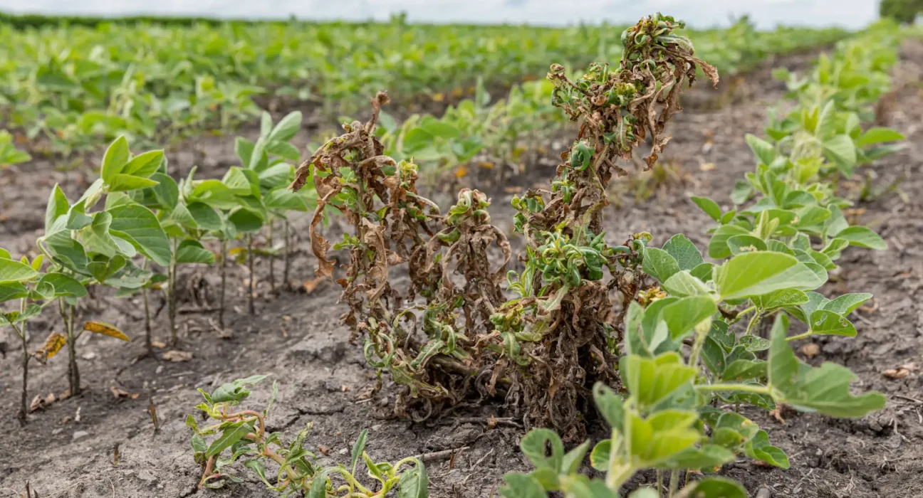 L'EPA laisse Bayer définir les mesures de sécurité sur le dicamba avant d'intégrer ses recommandations dans une règle proposée aux États-Unis.