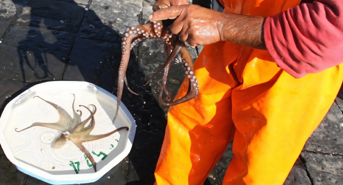 L'Italie libère 80 000 pieuvres pour lutter contre l'invasion du crabe bleu.