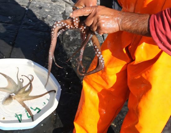L'Italie libère 80 000 pieuvres pour lutter contre l'invasion du crabe bleu.