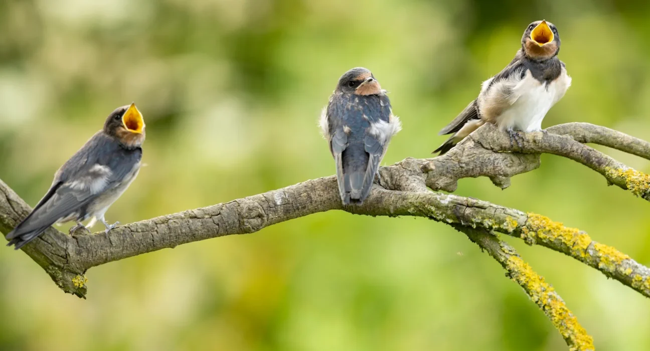 Le chant des oiseaux réduit l'anxiété, mais le bruit du trafic annule cet effet