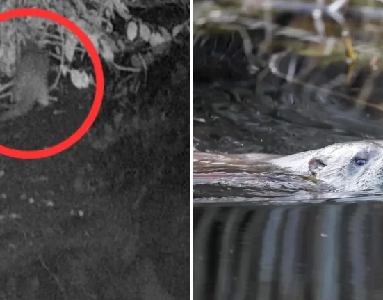 Le fleuve Bronx de New York enregistre sa première observation d'une loutre sauvage en près d'un siècle
