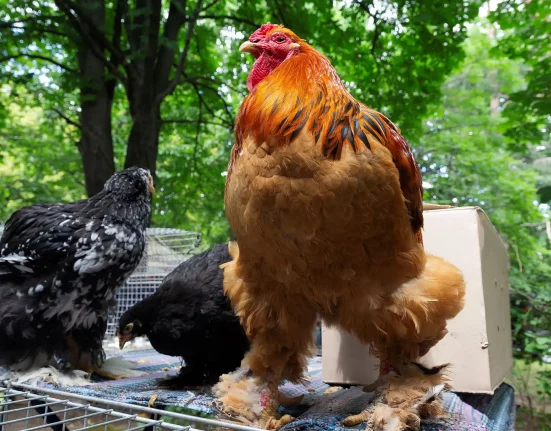 Le poulet américain : quadruplé depuis 1957, et les chercheurs affirment que ce ne sont pas les hormones.