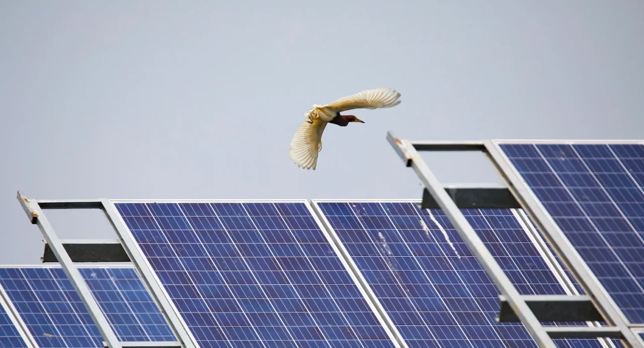 Les Comptages d'Oiseaux en Milliards Soulèvent des Interrogations sur l'Étude Solaire en Chine
