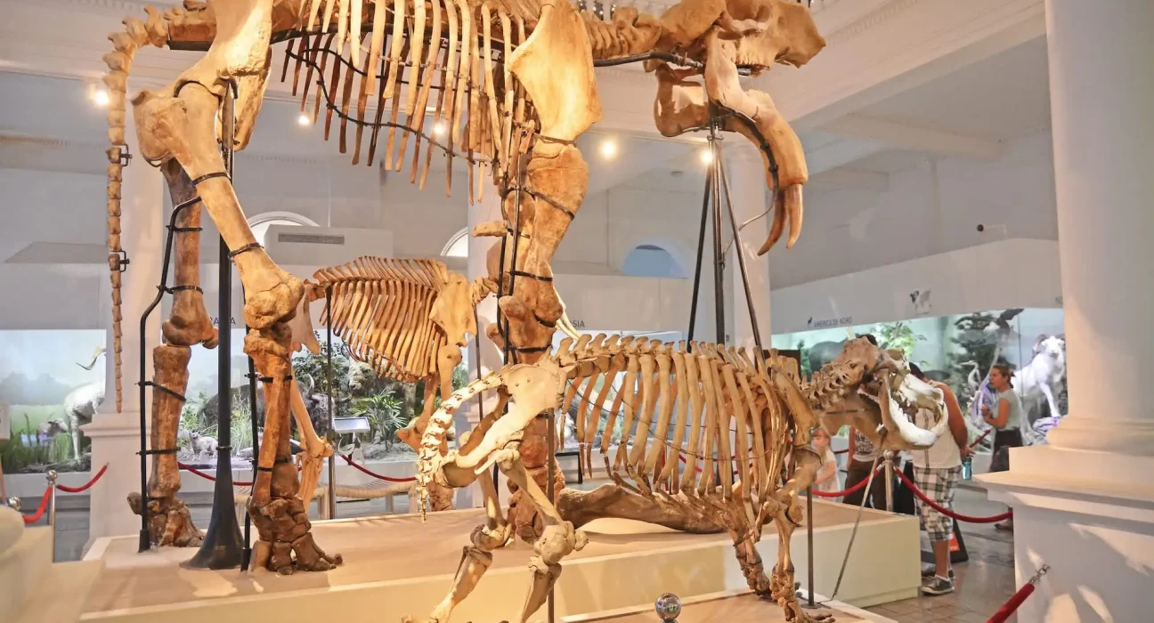 Les Supervers : des nettoyeurs naturels des squelettes des musées en quelques heures