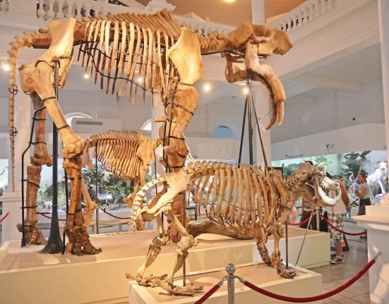 Les Supervers : des nettoyeurs naturels des squelettes des musées en quelques heures