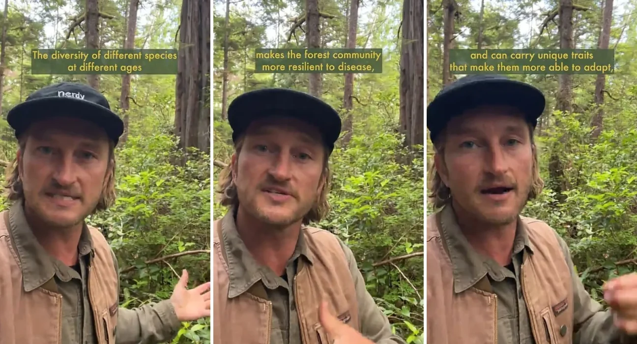 Les forêts replantées retrouvent une couleur verte, mais la valeur des anciennes forêts reste inestimable.