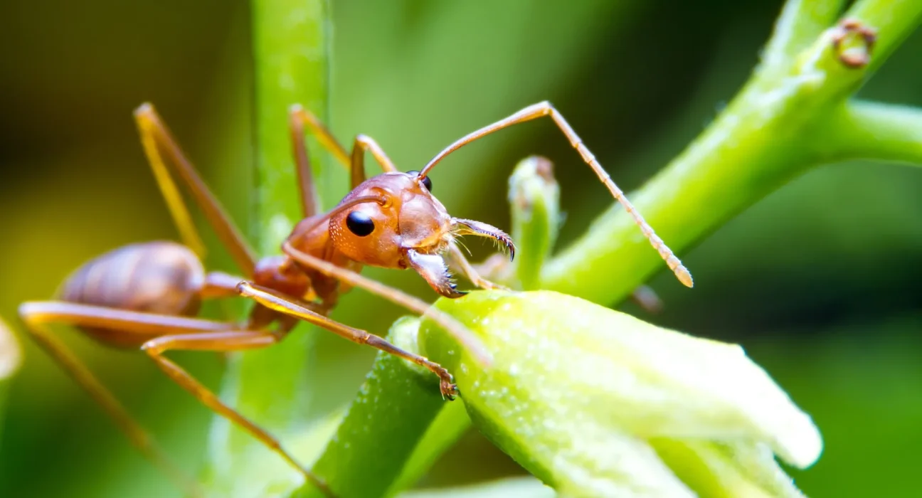 Les fourmis de feu envahissent de plus en plus le Tennessee, atteignant 87 comtés.