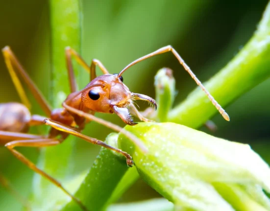 Les fourmis de feu envahissent de plus en plus le Tennessee, atteignant 87 comtés.