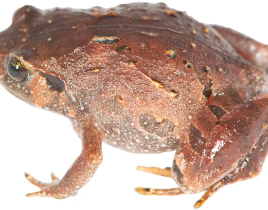 Les grenouilles diamantines de Madagascar révèlent sept espèces inconnues des scientifiques.