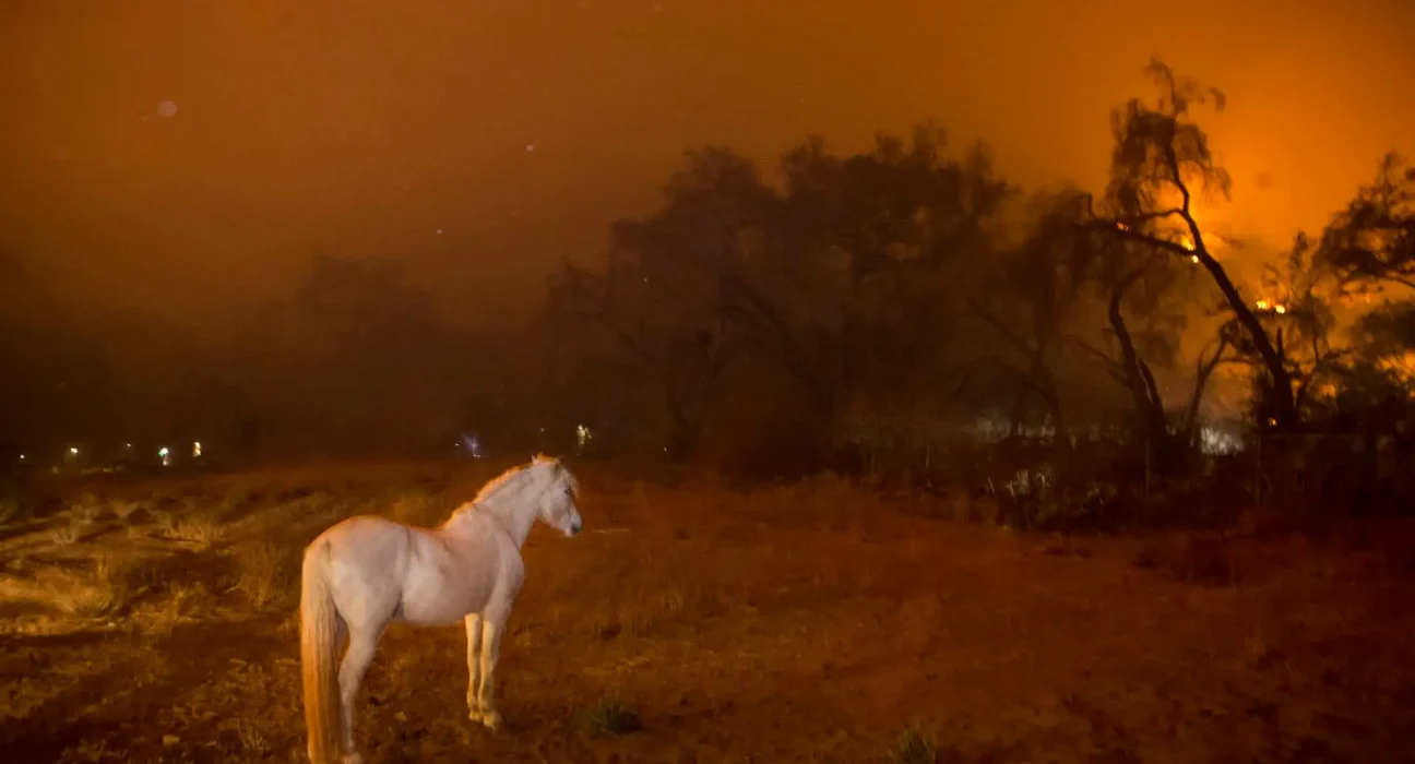 Les risques des fumées d'incendie sur la santé des animaux : poumons, cœurs et cerveaux en danger.