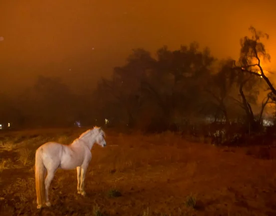 Les risques des fumées d'incendie sur la santé des animaux : poumons, cœurs et cerveaux en danger.