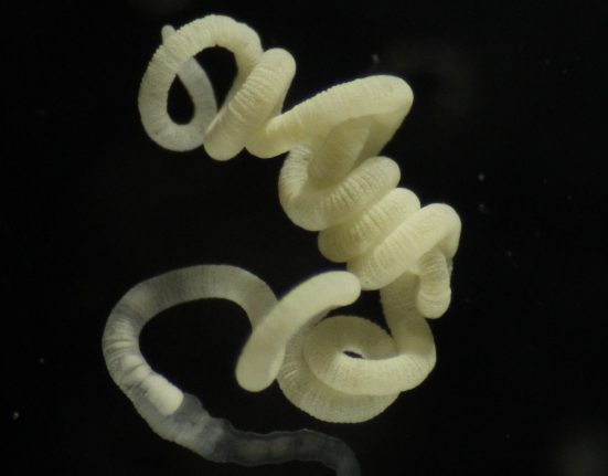 Les scientifiques découvrent que 66 espèces partagent le secret de digestion de bioplastiques d'un ver sans bouche
