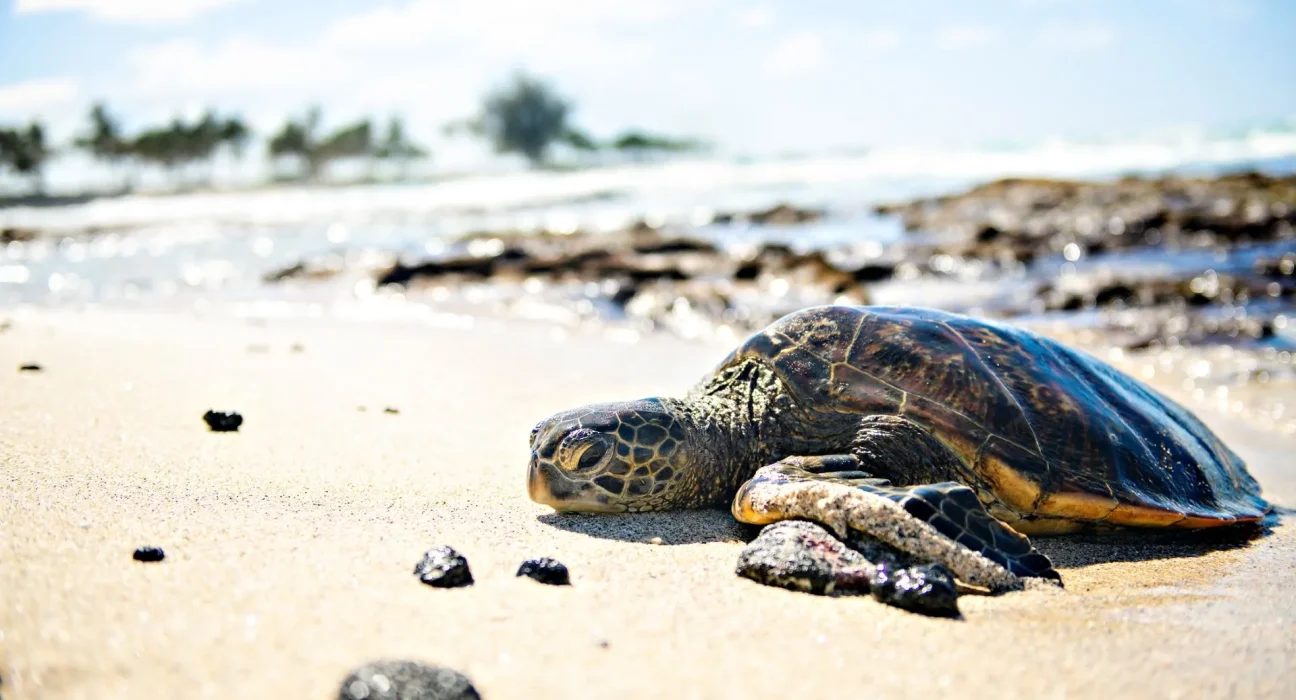 Les tortues de mer secourues du Cap Cod suivies pendant un an ou plus dans l'Atlantique