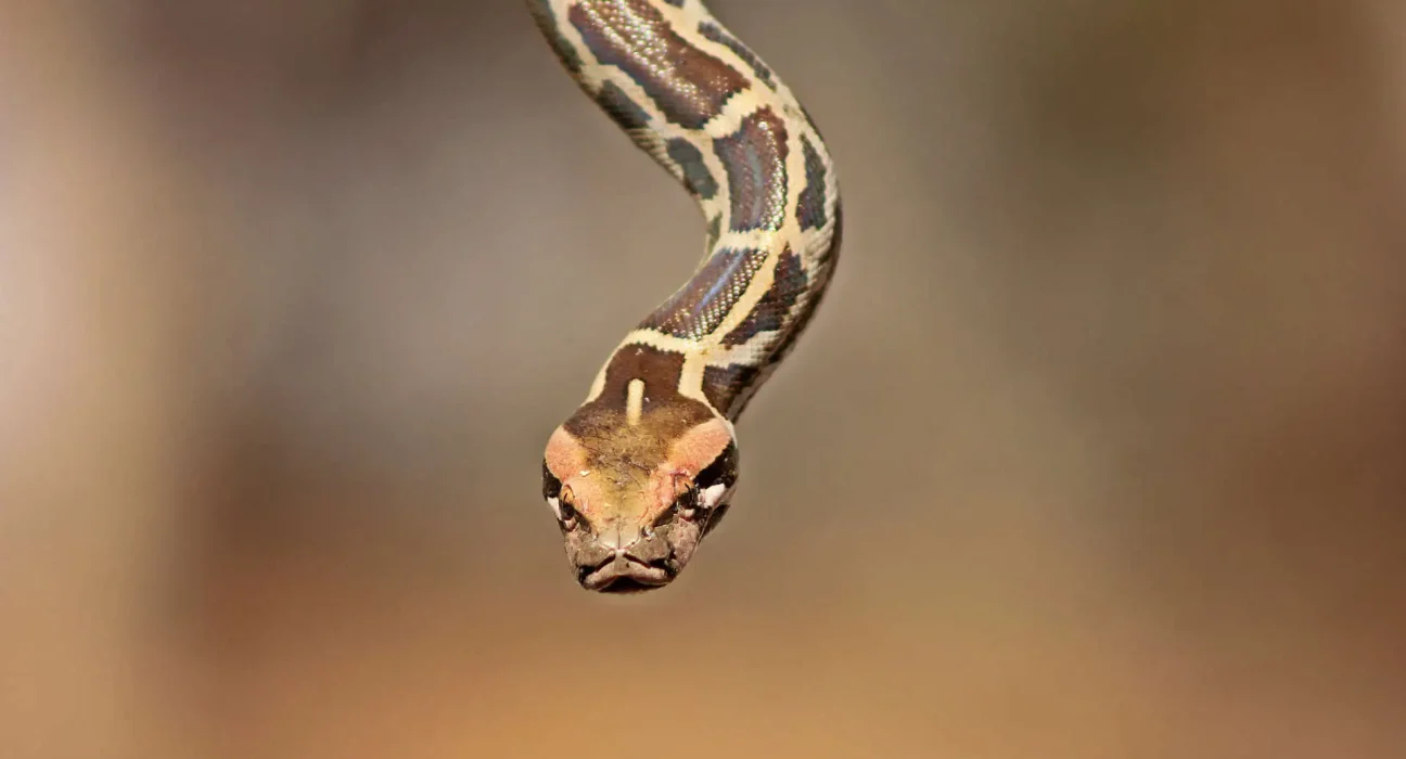 Nouvelle application en Inde : Enregistrement des sauvetages de serpents, conseils sur les morsures et suivi des libérations d'animaux