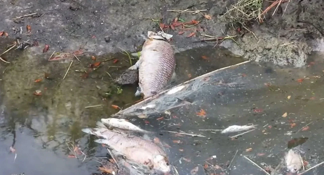 Poissons morts dans le Brays Bayou de Houston : inquiétudes suscitées par les eaux pluviales
