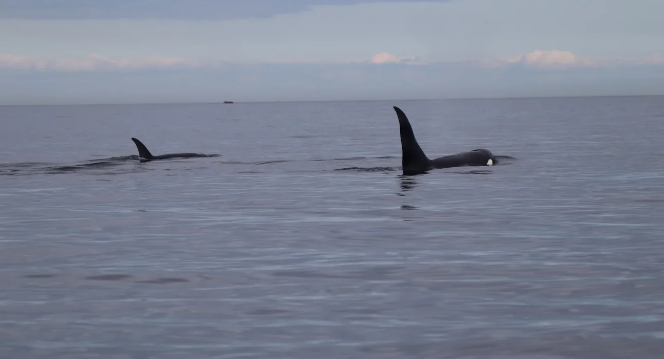 Records de juillet pour les orques Bigg's dans la mer Salish de Washington, aucune présence des résidents du sud