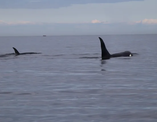 Records de juillet pour les orques Bigg's dans la mer Salish de Washington, aucune présence des résidents du sud
