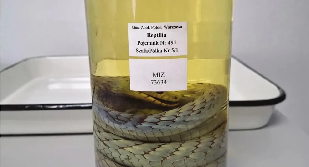 Sao Tomé et Príncipe : Une mamba verte 'fantôme' dans un flacon résout un mystère vieux de 150 ans.