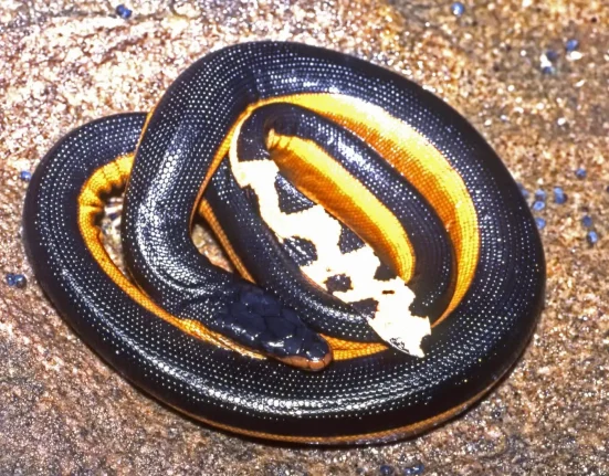 « Serpent de mer à ventre jaune venimeux échoue sur la plage en Californie : une première depuis 2018 »