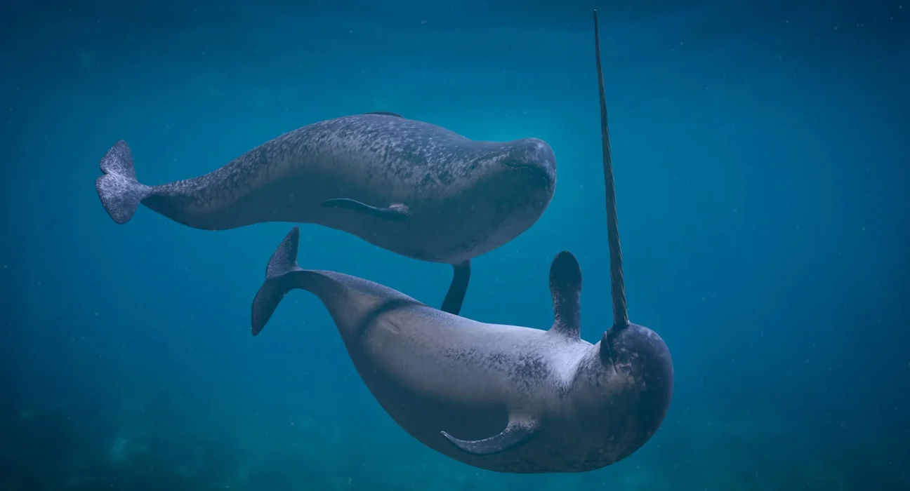 Six narvals suivent des eaux atlantiques chaudes sur 186 miles dans les fjords du Groenland