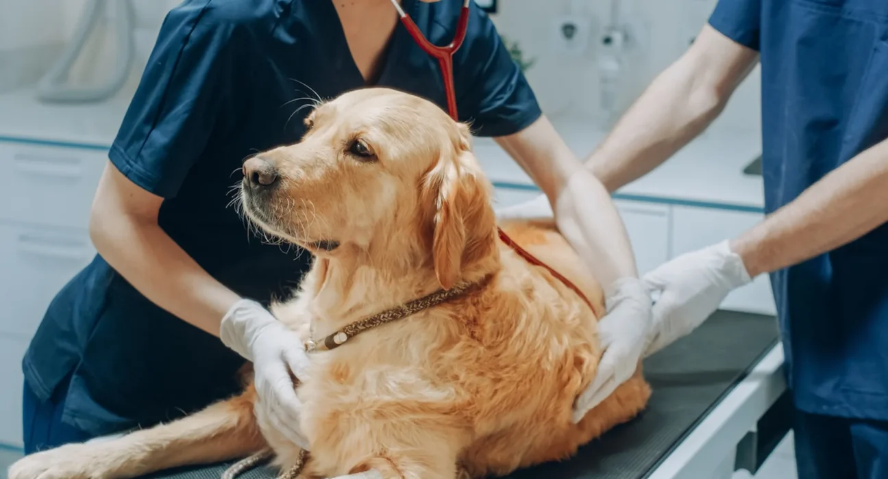 Un acte héroïque : un golden retriever australien sauve la vie d'un camarade grâce à une don de sang d'urgence.