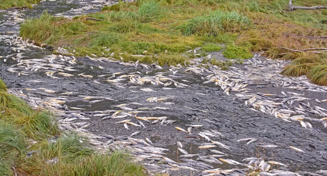 Un biologiste canadien révèle l'impact dévastateur d'un produit chimique des pneus sur les saumons juvéniles coho