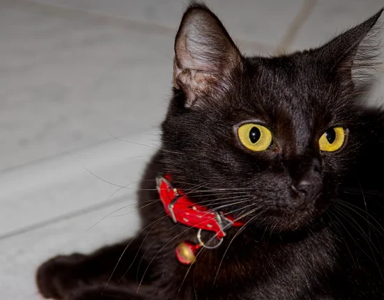 Un chat du Michigan retrouvé après deux ans grâce à son micropuce