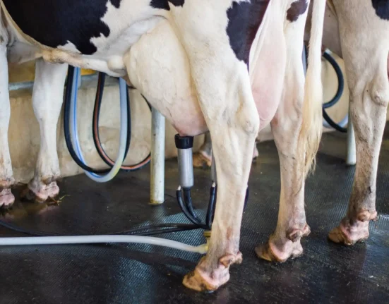 Un fromager capte la chaleur du lait frais, réduisant de moitié sa consommation d'énergie et économisant 93 750 $ par an.